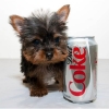Our-Yorkie-Females-Under-4-5lbs-at-full-Grown-